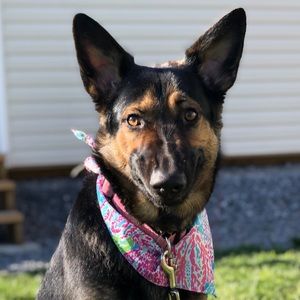 Meet your Posher, Tabby